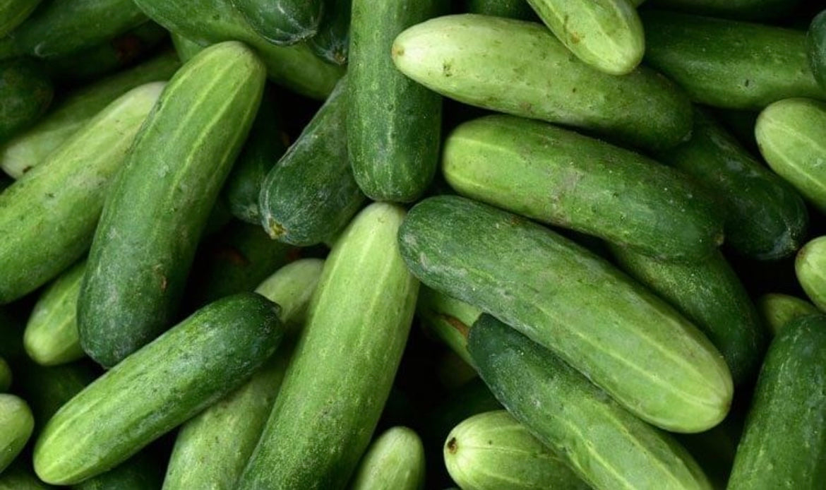 Fresh St Lucian Seeded Cucumber