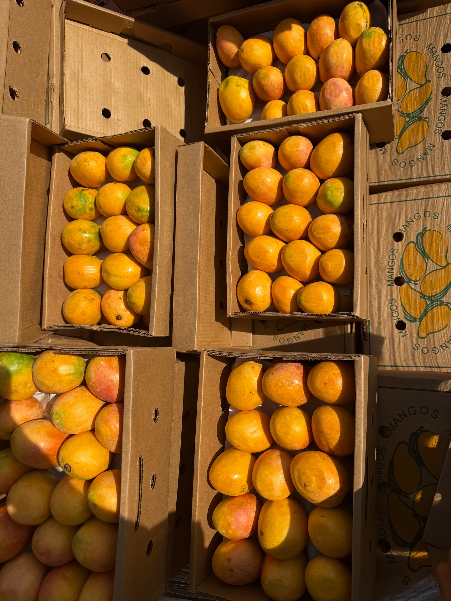 Fresh Dominican Republic Bacardo Mango