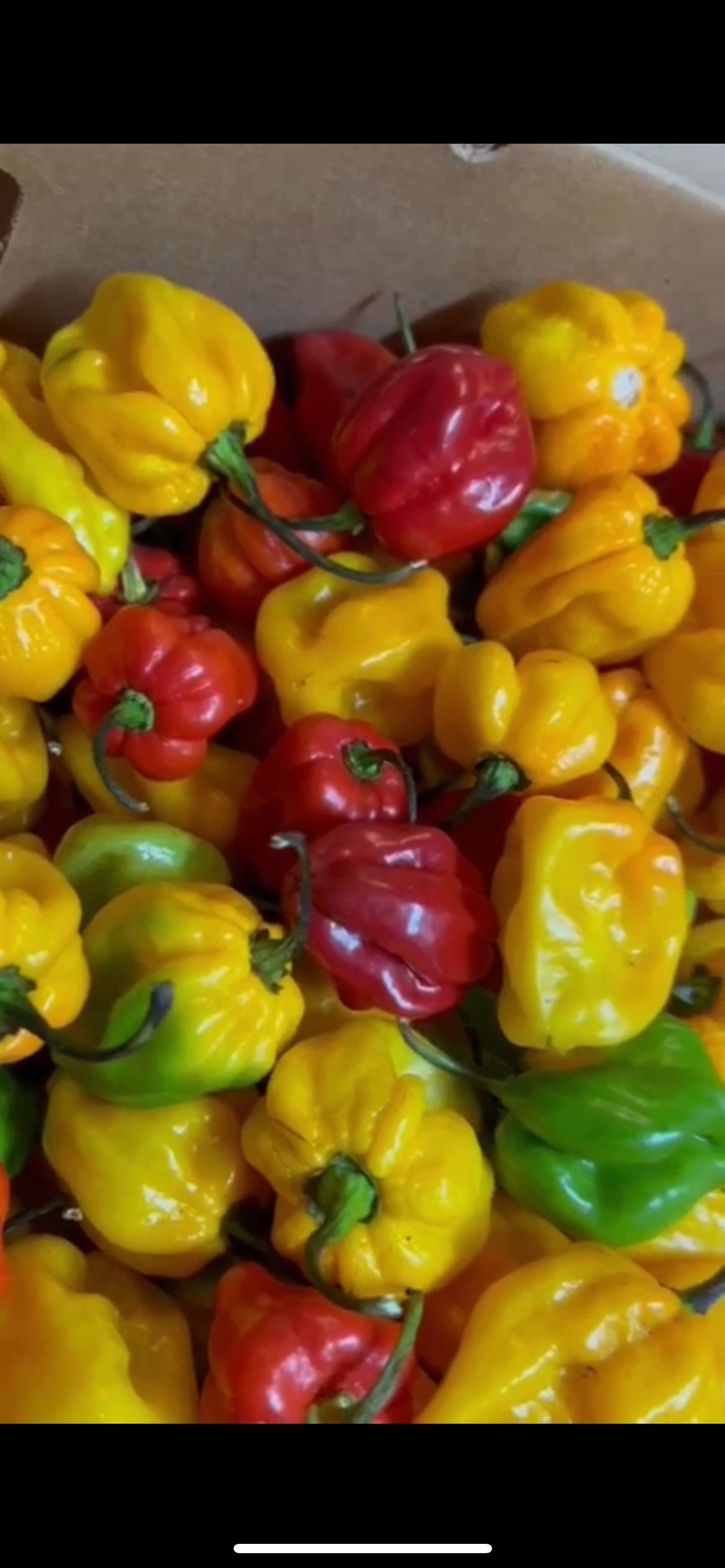 Fresh St Lucian Scotch Bonnet Pepper