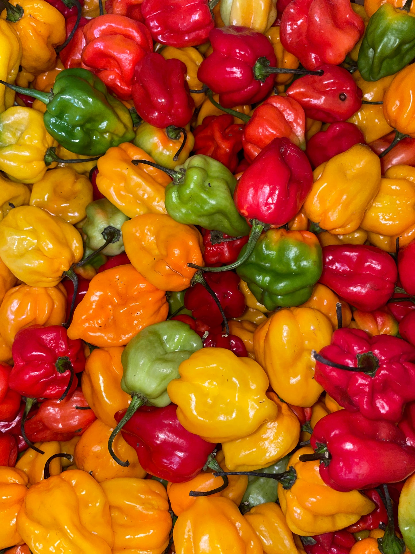 Fresh St Lucian Scotch Bonnet Pepper