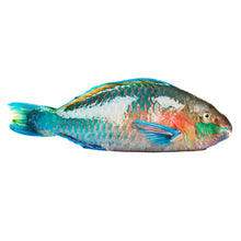 Load image into Gallery viewer, Frozen Parrot Fish 800g