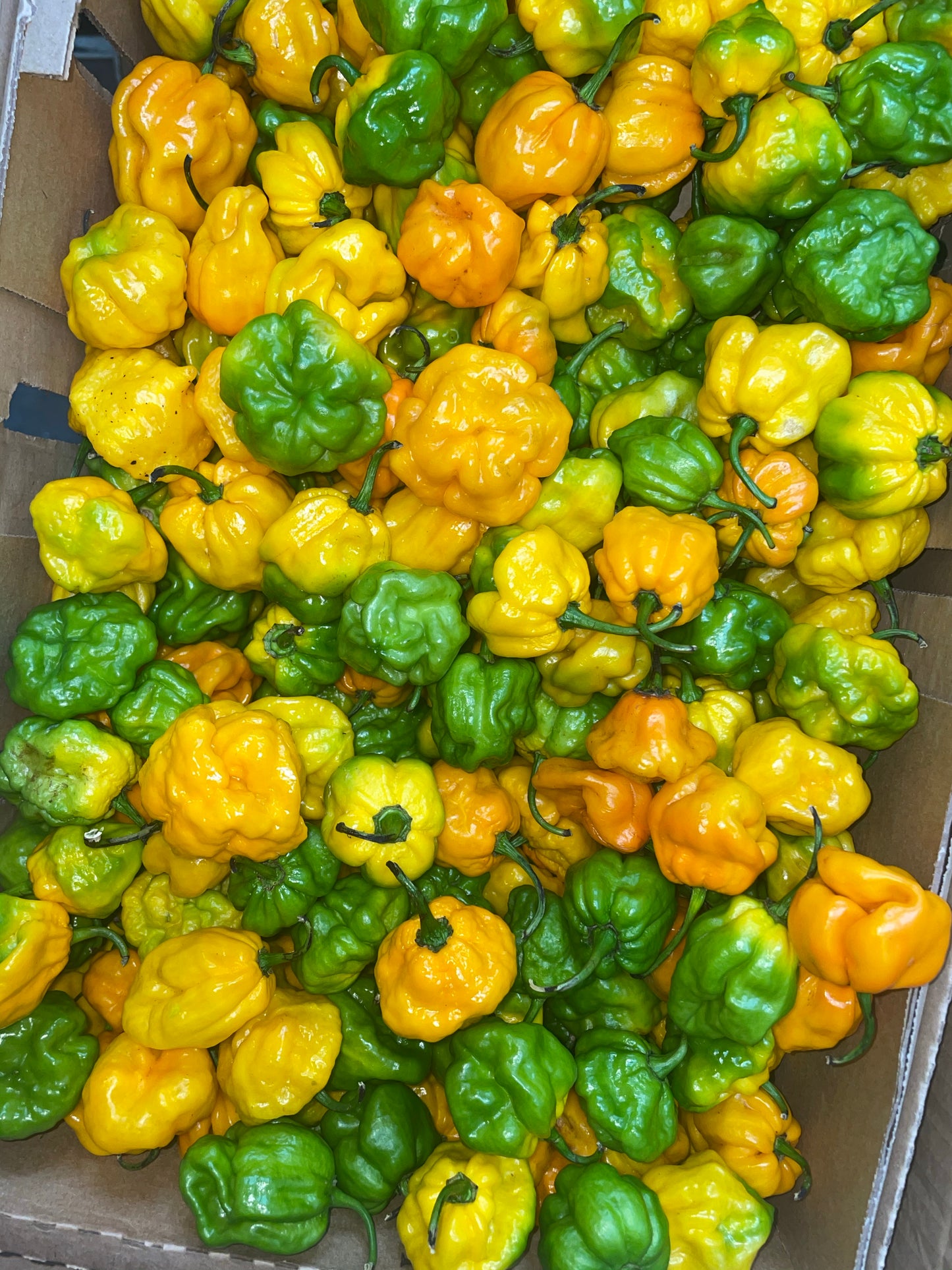 Fresh St Lucian Scotch Bonnet Pepper