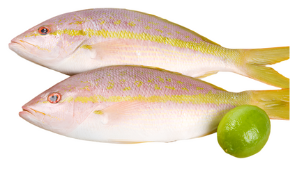 Fish Bundle