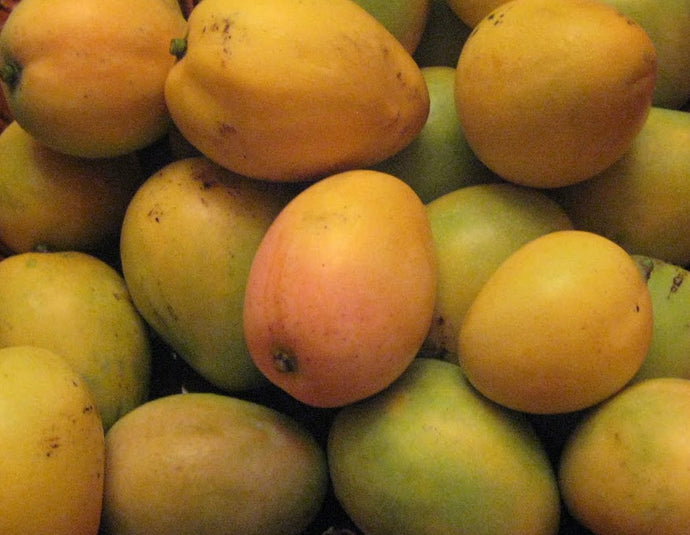 Fresh Jamaican Common/Hairy Mango 🚨New In Season - Limited 🚨