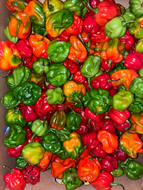 (8 Pack) Fresh St Lucian Hot Peppers