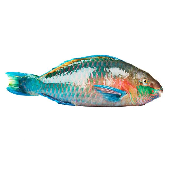 Frozen Parrot Fish 800g