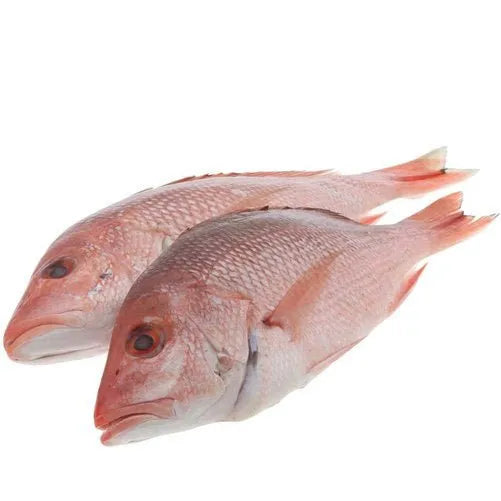 Red Snapper Fish 4 Tips To Land More Red Snapper On Your Next Fishing