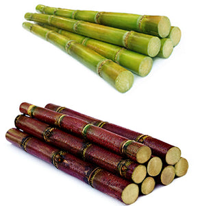 Fresh Jamaican Sugarcane